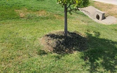 Photo of Joe P.'s yard after getting landscaping in Weston, TX