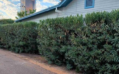 Photo of Ravi G.'s yard after getting tree care in Phoenix, AZ
