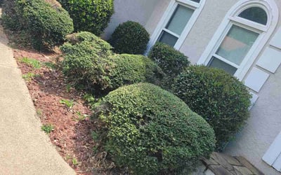 Photo of Vicki C.'s yard after getting tree care in Duluth, GA