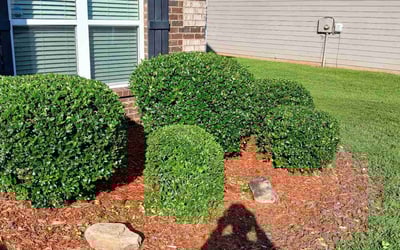 Photo of Kiyah L.'s yard after getting tree care in Lithia Springs, GA