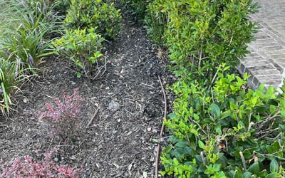 Photo of Bianca B.'s yard after getting landscaping in Commerce, TX