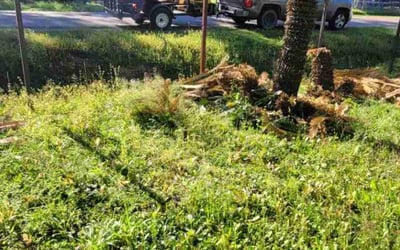 Photo of Brandon L.'s yard after getting lawn care in New Caney, TX