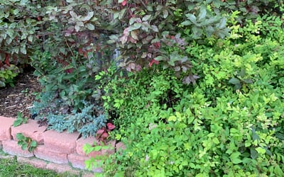Photo of Ellen S.'s yard after getting landscaping in Alma, CO