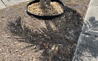 Photo of Jessica L.'s yard after getting landscaping in Pompano Beach, FL