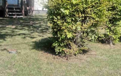 Photo of Kenneth J.'s yard after getting landscaping in Chapel Hill, NC