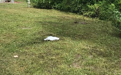 Photo of Tammy A.'s yard after getting tree care in Jupiter, FL