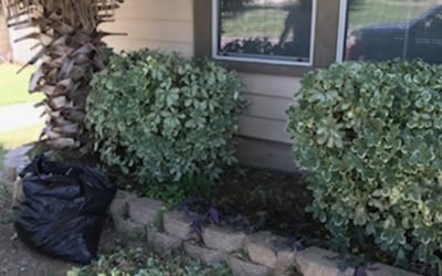 Photo of Mark R.'s yard after getting landscaping in Paige, TX
