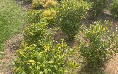 Photo of William B.'s yard after getting landscaping in Clinton, SC