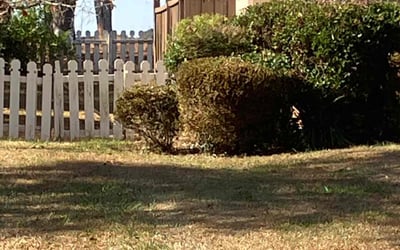 Photo of Jordan W.'s yard after getting landscaping in Monroe, GA