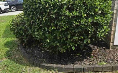 Photo of La S.'s yard after getting landscaping in Savannah, GA