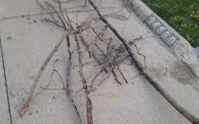 Photo of Brenda D.'s yard after getting landscaping in Port Huron, MI
