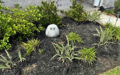 Photo of Mary M.'s yard after getting landscaping in Katy, TX