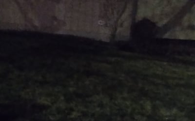 Photo of Shumeeke W.'s yard after getting tree care in Prairie Village, KS