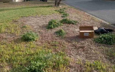 Photo of David D.'s yard after getting landscaping in Mcallen, TX
