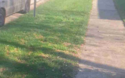Photo of Tanya O.'s yard after getting landscaping in Homer Glen, IL