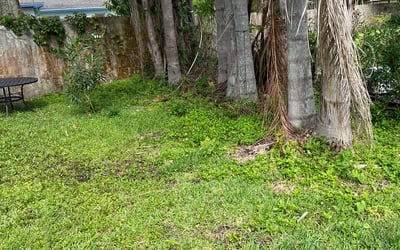 Photo of Lizzi W.'s yard after getting landscaping in Lakeshore, FL