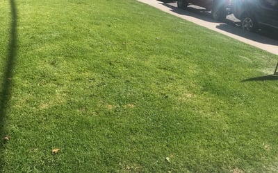 Photo of Paulla M.'s yard after getting landscaping in San Juan Capistrano, CA