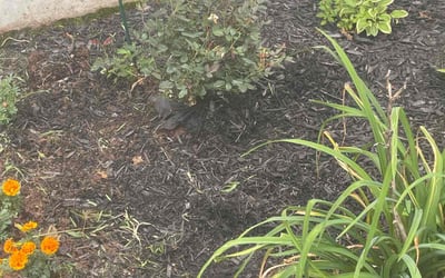 Photo of Cheryl E.'s yard after getting landscaping in Suffield, CT