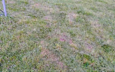 Photo of Brett L.'s yard after getting landscaping in Independence, MO
