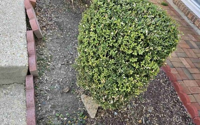 Photo of Adrian R.'s yard after getting landscaping in State Farm, VA