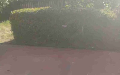Photo of Austin M.'s yard after getting landscaping in Chula Vista, CA