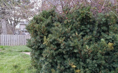 Photo of Sonja N.'s yard after getting landscaping in Haydenville, OH