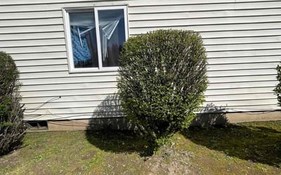Photo of Luis V.'s yard after getting landscaping in Mcminnville, OR