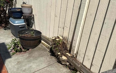 Photo of Monique A.'s yard after getting tree care in Campbell, CA