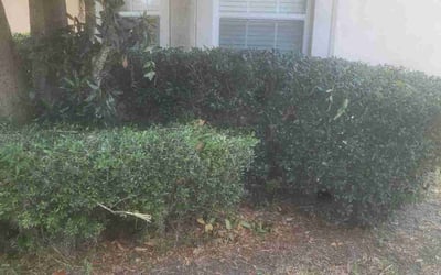 Photo of Amber G.'s yard after getting landscaping in Plant City, FL