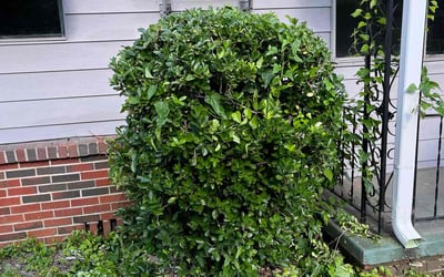 Photo of Chris G.'s yard after getting landscaping in Birmingham, AL