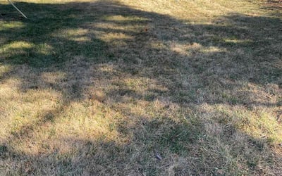 Photo of Mindy G.'s yard after getting landscaping in Breckenridge, MO