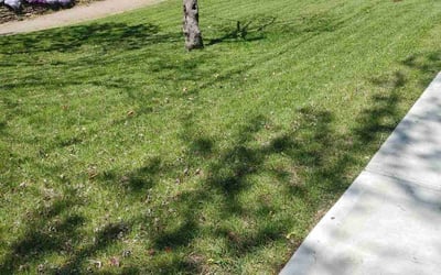 Photo of David W.'s yard after getting landscaping in Newtonsville, OH