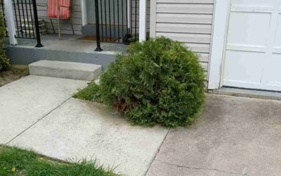 Photo of Ananda R.'s yard after getting tree care in Haymarket, VA