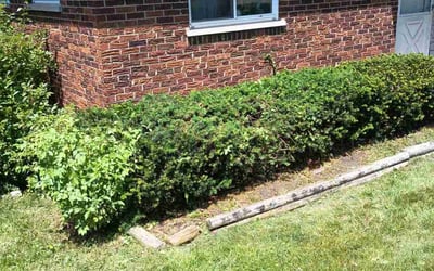 Photo of Barbara H.'s yard after getting tree care in Union, KY
