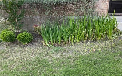 Photo of James B.'s yard after getting landscaping in Schertz, TX
