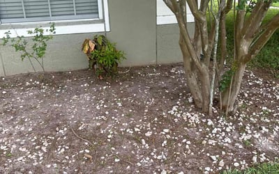 Photo of Stephanie M.'s yard after getting landscaping in Orlando, FL