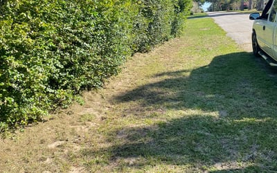 Photo of Marissa S.'s yard after getting tree care in Winter Haven, FL