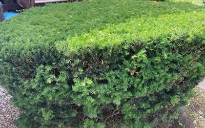 Photo of Carlos S.'s yard after getting landscaping in Crooksville, OH