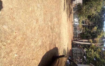 Photo of Tammy T.'s yard after getting landscaping in Millsap, TX