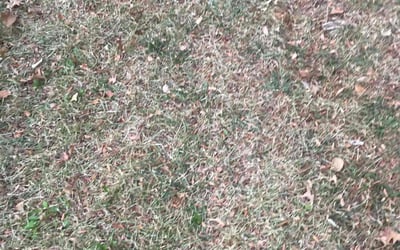 Photo of Anna E.'s yard after getting landscaping in Holt, MO