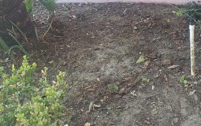 Photo of Julie S.'s yard after getting landscaping in Waverly, FL