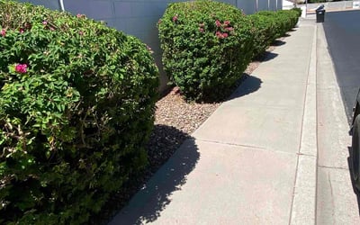 Photo of Jordan J.'s yard after getting landscaping in Catalina, AZ