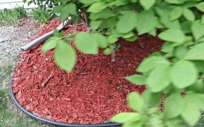 Photo of Mark G.'s yard after getting landscaping in Madison, WI