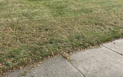 Photo of Gina S.'s yard after getting landscaping in Okemos, MI