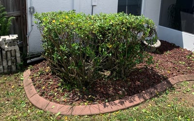 Photo of Bonnie M.'s yard after getting landscaping in Balm, FL