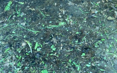 Photo of Rachel P.'s yard after getting landscaping in Hilton, NY