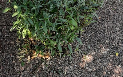 Photo of Jeff B.'s yard after getting landscaping in Sun City West, AZ
