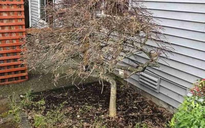 Photo of Fred B.'s yard after getting landscaping in Kent, WA