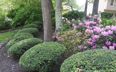 Photo of Brandon W.'s yard after getting landscaping in Marlton, NJ