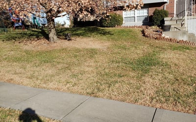 Photo of Michele W.'s yard after getting landscaping in Easton, KS